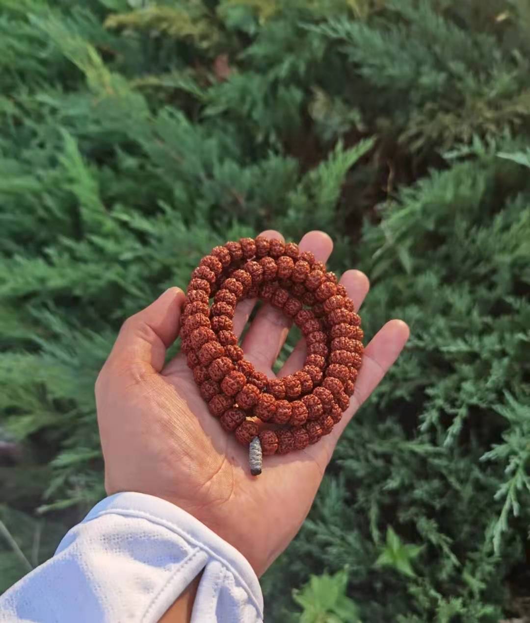 小金刚菩提五瓣好还是六瓣的好？